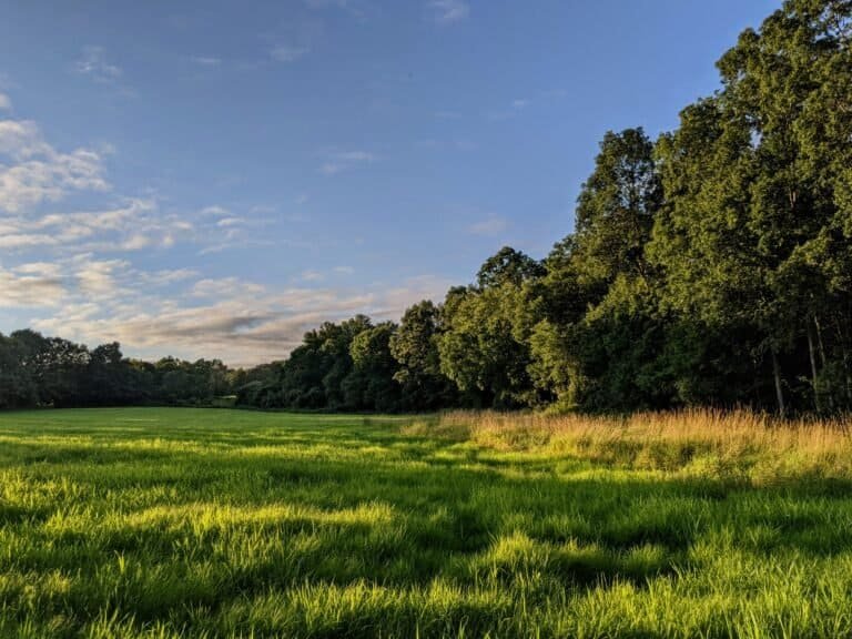 The High Cost of Hustle Culture (Photo: Recovering ecosystem afeter a century of being the bottom of a mill pond. Hebron Connecticut)