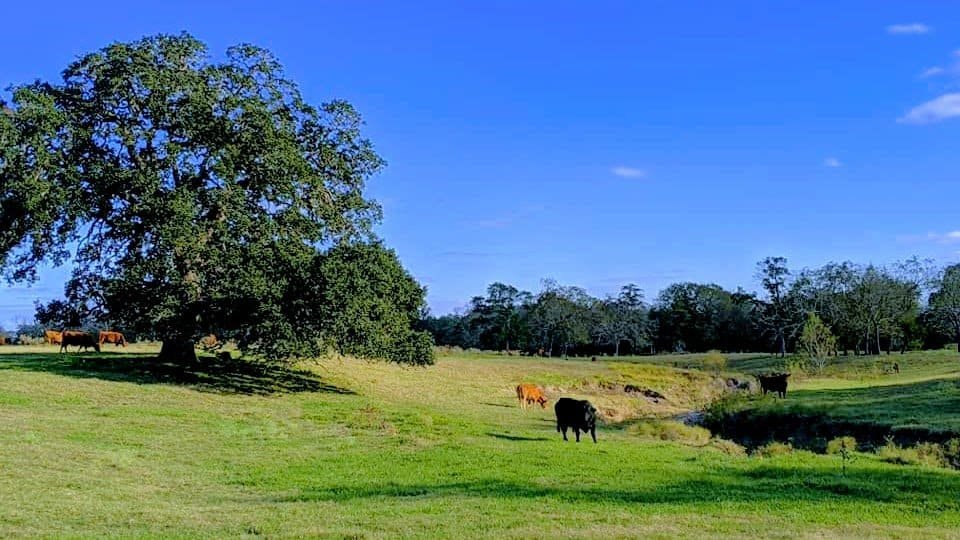 Guns and the Gospel: Choosing Christ Over Firepower