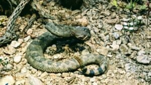When the Serpent Bites: Overcoming Spiritual Poison