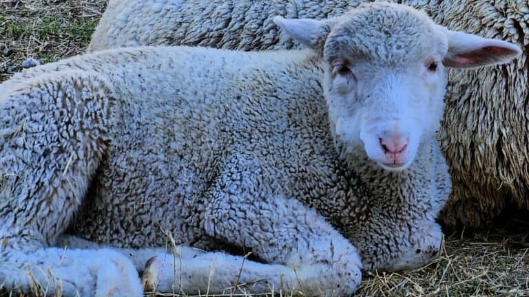 Finding Center in a Noisy World - Psalm 23:1