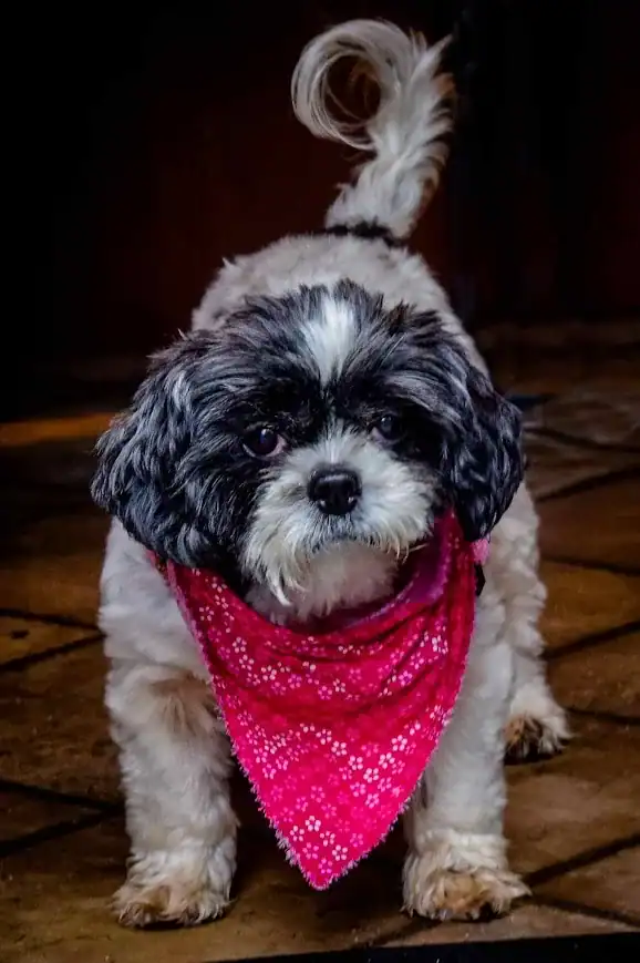 Faith Over Factions FAQ 1 ABy the sHI-tZU